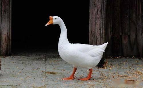 娱乐吃瓜酱大鹅